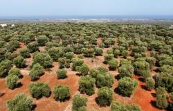 Sale Land with sea view Carovigno 0